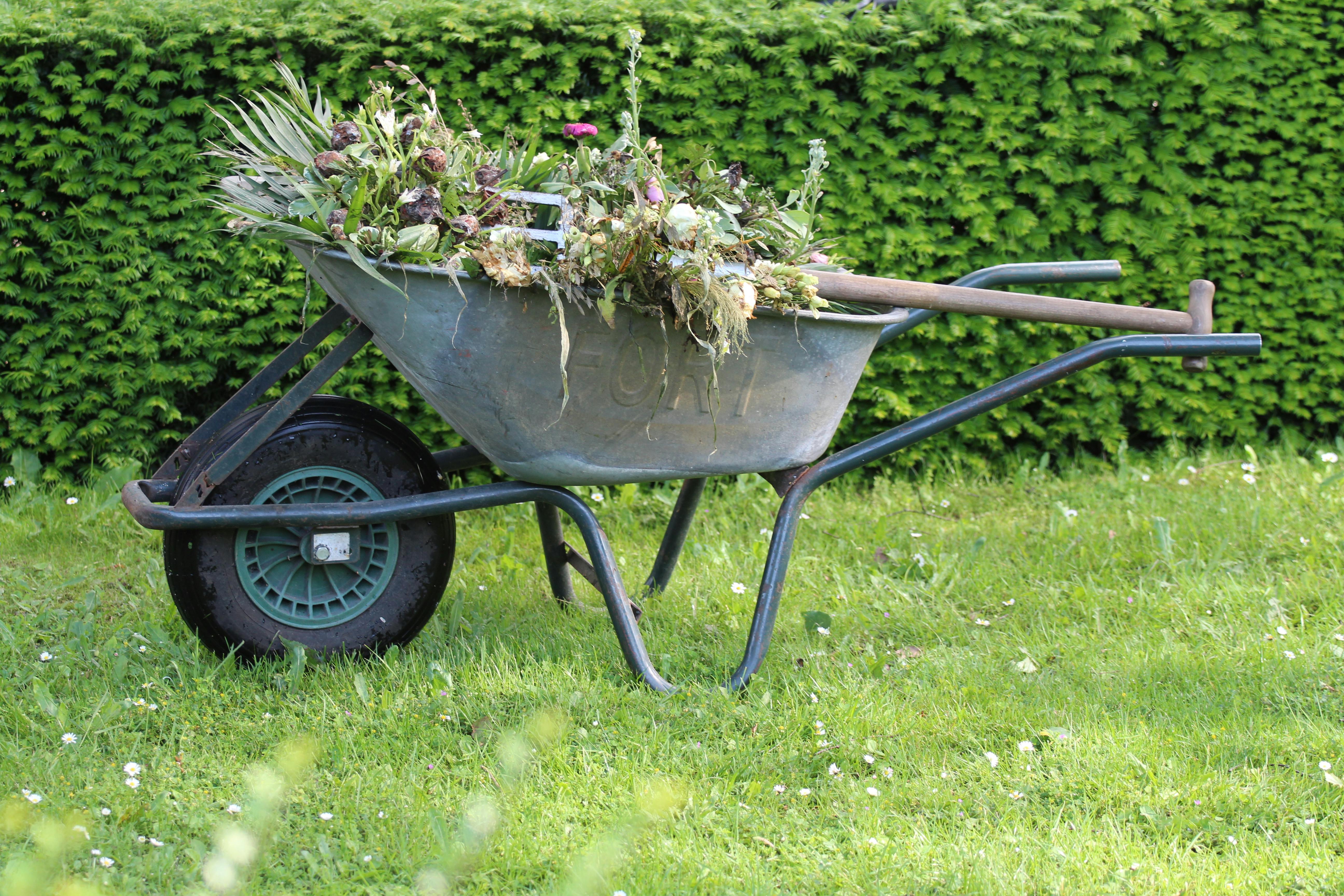 Wheelbarrow sitting with weeds inside